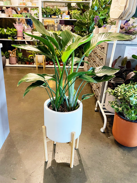 Strelitzia Bird of Paradise